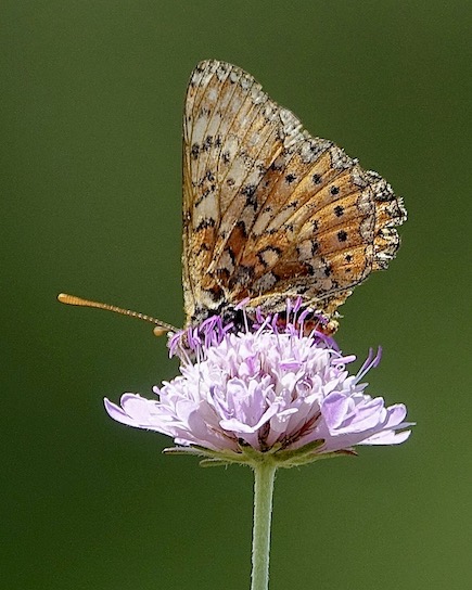 Spanish fritillary